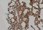 Phospho-MPZL1 (Tyr241) Antibody in Immunohistochemistry (Paraffin) (IHC (P))