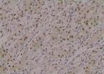 Phospho-MPZL1 (Tyr260) Antibody in Immunohistochemistry (Paraffin) (IHC (P))