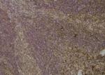 Phospho-OXSR1 (Ser339) Polyclonal Antibody