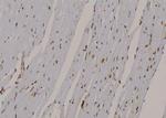 Phospho-LATS1 (Thr1079) Polyclonal Antibody
