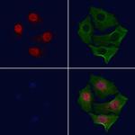 Phospho-c-Myc (Ser293) Polyclonal Antibody