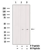 Phospho-CD25 (Ser268) Antibody in Western Blot (WB)