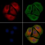 Phospho-TrkA (Tyr791) Polyclonal Antibody