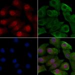 Phospho-p53 (Tyr327) Polyclonal Antibody