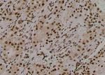 Phospho-EIF2S1 (Tyr150) Polyclonal Antibody