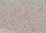 Phospho-HSP90 alpha (Tyr197) Polyclonal Antibody