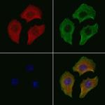 Phospho-HSP90 (Ser226) Polyclonal Antibody