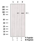 Phospho-HSP90 (Ser226) Antibody in Western Blot (WB)
