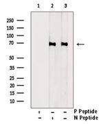 Phospho-A-Raf (Ser582) Polyclonal Antibody