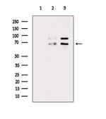 Phospho-A-Raf (Thr214) Polyclonal Antibody