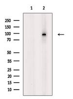 Phospho-EEF2 (Thr57) Antibody in Western Blot (WB)