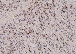 Phospho-TPT1 (Ser53) Polyclonal Antibody