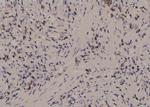 Phospho-PKM2 (Tyr83) Polyclonal Antibody