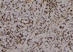 Phospho-PKM2 (Tyr370) Polyclonal Antibody