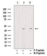 Phospho-Fra1 (Thr227) Antibody in Western Blot (WB)