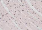 Phospho-CREB (Thr100) Polyclonal Antibody