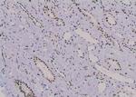 Phospho-JunB (Thr255) Antibody in Immunohistochemistry (Paraffin) (IHC (P))