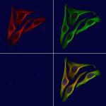 Phospho-PTPRA (Tyr271) Polyclonal Antibody