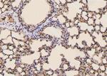 Phospho-PLCG1 (Tyr977) Antibody in Immunohistochemistry (Paraffin) (IHC (P))