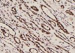 Phospho-Filamin A (Tyr1604) Polyclonal Antibody