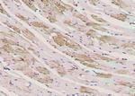 Phospho-ErbB3 (Ser686) Polyclonal Antibody