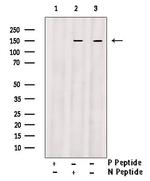 Phospho-ErbB3 (Ser686) Antibody in Western Blot (WB)