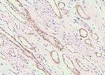 Phospho-c-Cbl (Ser767) Polyclonal Antibody