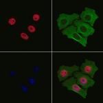 Phospho-GATA2 (Ser192) Polyclonal Antibody