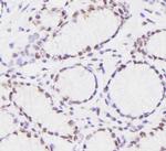Phospho-RNA pol II CTD (Ser2, Ser5) Antibody in Immunohistochemistry (Paraffin) (IHC (P))