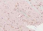 Phospho-Dnmt1 (Ser84) Antibody in Immunohistochemistry (Paraffin) (IHC (P))