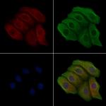 Phospho-EphA2 (Ser901) Polyclonal Antibody