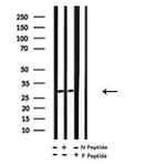 Phospho-MARCKS (Ser27) Antibody in Western Blot (WB)