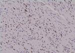 Phospho-cdc25C (Thr48) Polyclonal Antibody