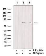 Phospho-cdc25C (Thr48) Antibody in Western Blot (WB)