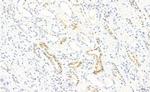 Phospho-STAT3 (Tyr539) Antibody in Immunohistochemistry (Paraffin) (IHC (P))