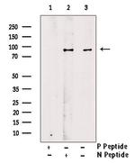 Phospho-STAT1 (Tyr68) Antibody in Western Blot (WB)
