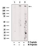 Phospho-mTOR (Ser2454) Antibody in Western Blot (WB)