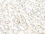 Phospho-WASP (Tyr291) Antibody in Immunohistochemistry (Paraffin) (IHC (P))
