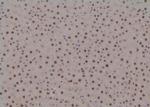 Phospho-MAPKAPK2 (Thr334) Antibody in Immunohistochemistry (Paraffin) (IHC (P))