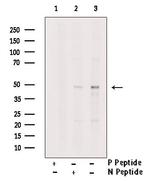 Phospho-MAPKAPK2 (Thr334) Antibody in Western Blot (WB)