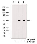 Phospho-beta Arrestin 1 (Tyr173) Antibody in Western Blot (WB)