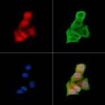 Phospho-GSK3 alpha (Ser282) Polyclonal Antibody