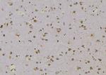Phospho-GSK3B (Ser25) Antibody in Immunohistochemistry (Paraffin) (IHC (P))