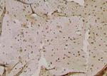 Phospho-GSK3B (Ser25) Antibody in Immunohistochemistry (Paraffin) (IHC (P))