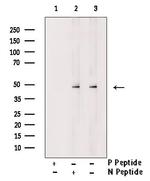 Phospho-GSK3B (Ser25) Antibody in Western Blot (WB)