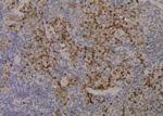 Phospho-CDK9 (Ser347) Polyclonal Antibody