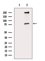 Phospho-RSK2 (Ser369) Antibody in Western Blot (WB)