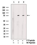 Phospho-LIMK2 (Ser293) Polyclonal Antibody