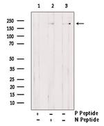 Phospho-Afadin (Tyr1230) Polyclonal Antibody