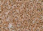 Phospho-p130Cas (Tyr267) Polyclonal Antibody